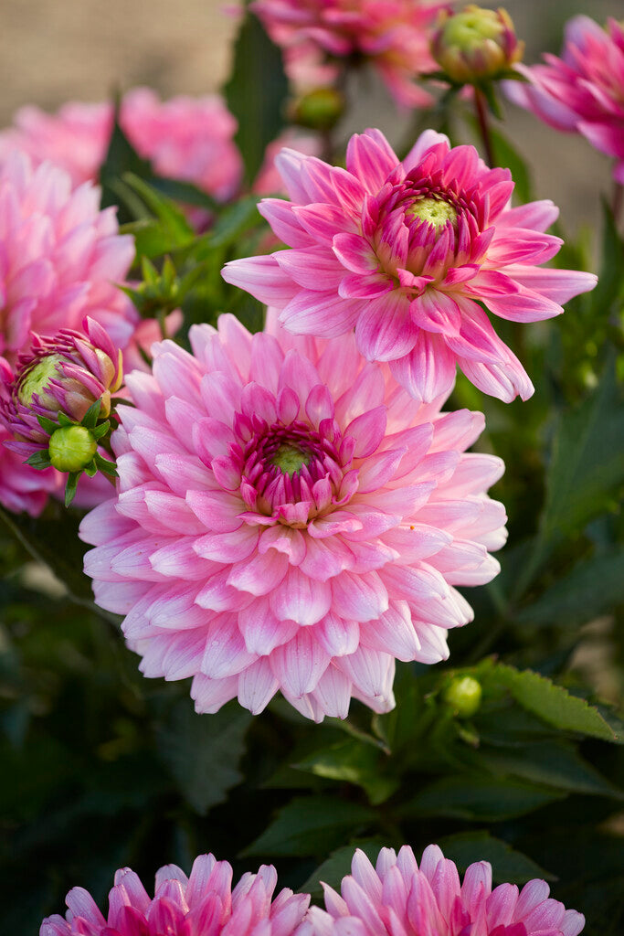 Dahlia Border Melody Lizza 1-pakning